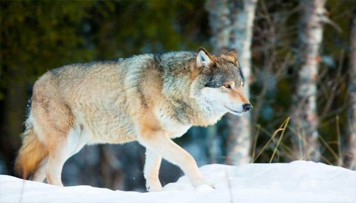 Norway on a killing spree: Plans to kill 47 of its remaining 68 wolves!