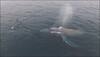 Humpback whale entangled in shallow waters since August finally swims free! - Watch video