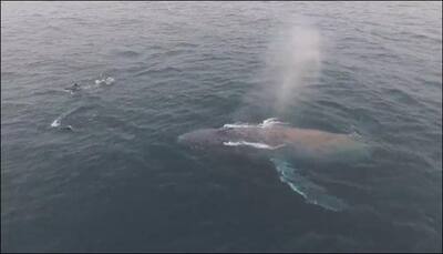 Humpback whale entangled in shallow waters since August finally swims free! - Watch video