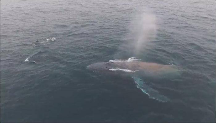 Humpback whale entangled in shallow waters since August finally swims free! - Watch video