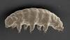 Revealed – How can Earth's hardiest animal survive being frozen for 30 years! (Watch)