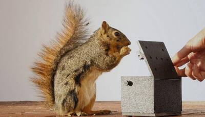 This is how squirrels show frustration! (Watch)