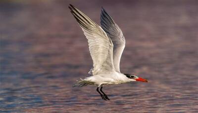 Climate change threat! Caspian terns shift their nesting ground 1000 miles farther to north 