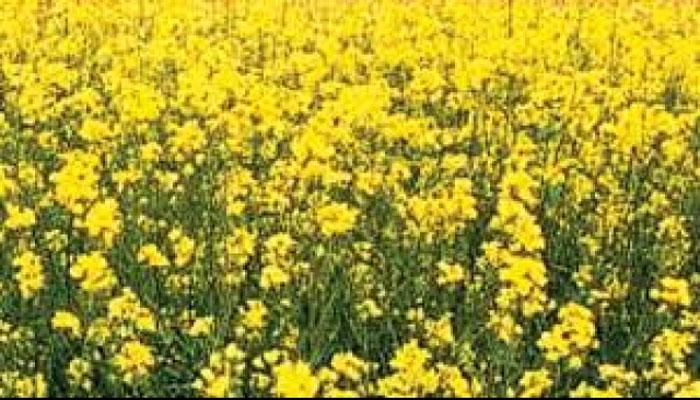 ''GM mustard would be disastrous for India's agricultural independence'' ''GM mustard would be disastrous for India's agricultural independence''