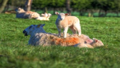 UK farmer sprays his sheep bright orange to stop rustling!- Watch