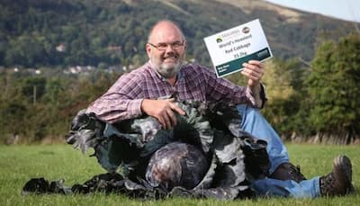 Wow! This man from Britain breaks 90-year-old record by growing world's heaviest red cabbage (See pic)