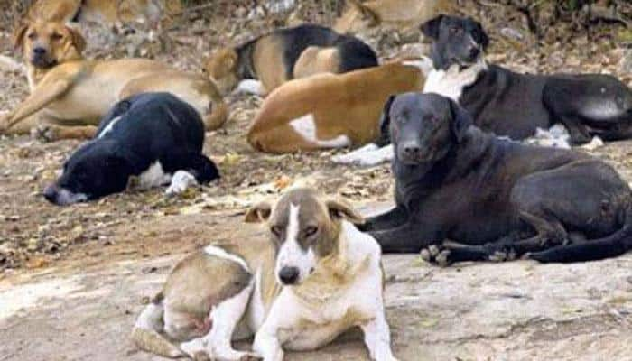 BARBARIC! Kerala Youth wing activists kill stray dogs, hang bodies on pole in protest