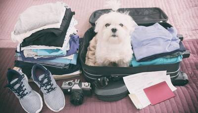 Things to keep in mind while travelling with dogs