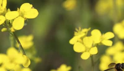 GM mustard safe and supportive of honey bee population: Experts