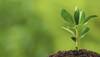 Maharashtra to appoint 1 crore 'tree ambassadors' to conserve forests