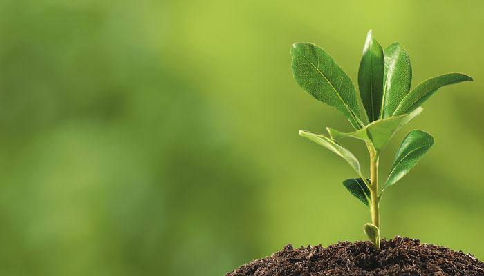 Maharashtra to appoint 1 crore 'tree ambassadors' to conserve forests