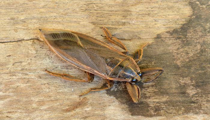 Study uses Thai water bug to understand working of human heart