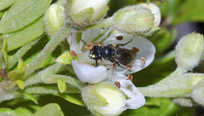 In a first, Hawaiian bees are added to US endangered species list!