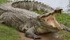 Crocodiles on the prowl in UP's Etawah, villagers fear for life