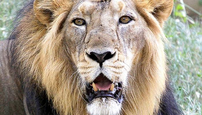 You won't believe your eyes! What happened when lions walked through residential area of Gujarat's Junagadh - WATCH