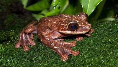 Rare tree frog species goes extinct after death of last documented member