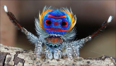 Your arachnophobia may just rise a notch: Seven new species of Peacock spiders discovered!