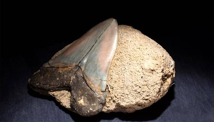 Two-inch long fossilized teeth expose new species of prehistoric shark