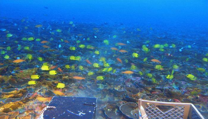 Mysterious, deep Hawaiian coral &#039;twilight zone&#039; is home of unique species