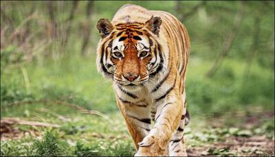 13-year-old Royal Bengal Tiger dies in Sanjay Gandhi National Park