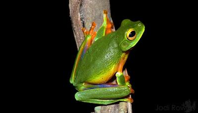 Scientists discover new colourful tree frog species in Australia