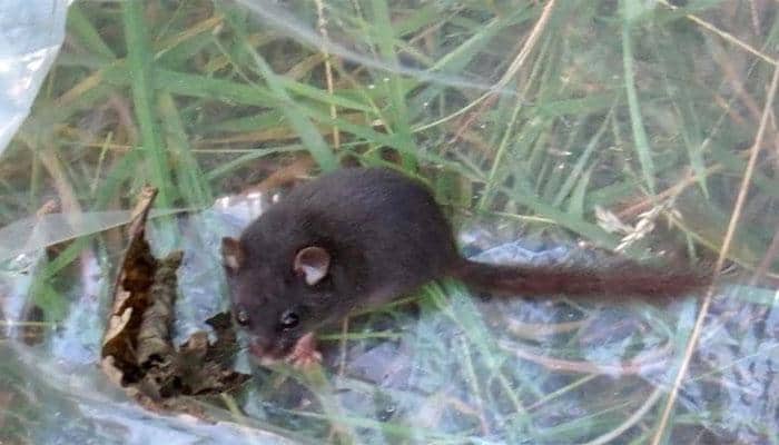 Wildlife volunteers spot black dormouse in UK for the first time! - Watch