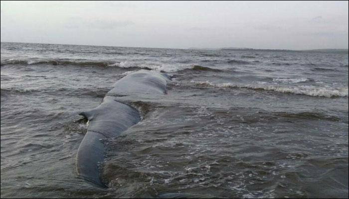 42-feet-long dead Bryde’s whale washes ashore Guhaghar beach in Maharashtra