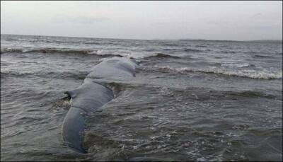 42-feet-long dead Bryde’s whale washes ashore Guhaghar beach in Maharashtra