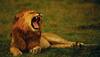 yawn