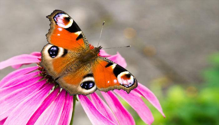 Scientists Baffled Over Mysterious Decline Of Peacock Butterflies In Uk Environment News Zee News Undersides of the wings are very dark and look like dead leaves. scientists baffled over mysterious