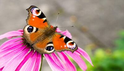 Scientists baffled over mysterious decline of peacock butterflies in UK