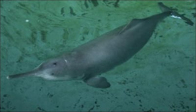Good news: 'Functionally extinct', China's freshwater dolphin 'Baiji' may have been spotted again!