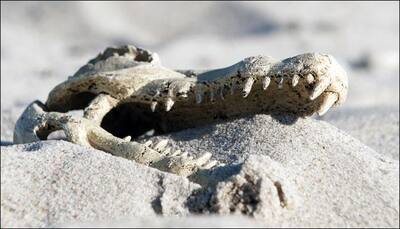Newly discovered crocodile-relative's mammal-like teeth has scientists perplexed!