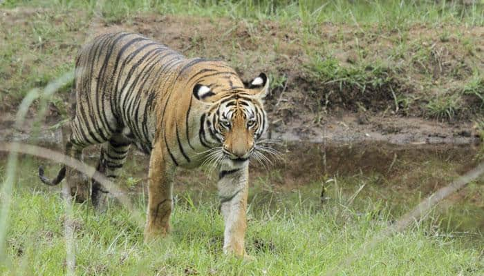 India loses 100th tiger in 2016