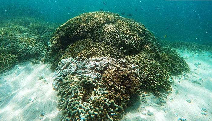 Climate change kills Great Barrier Reef, nature's spectacular treasure no longer with us