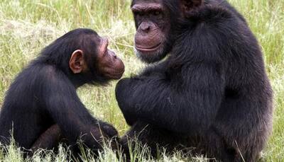 Truth unfurled! Female chimps don't fight for rank as males 