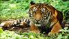 Appalling! MP witnesses 13 tiger deaths; electrocution, poisoning quoted as reasons 