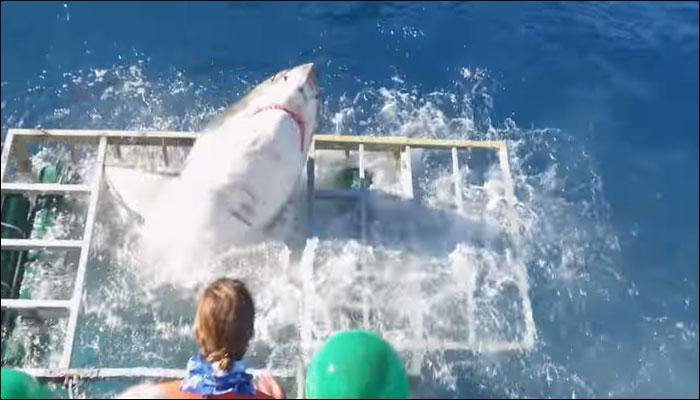 Giant white shark forces itself into diver&#039;s cage, triggering panic! - Watch video