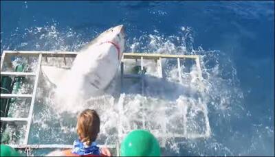 Giant white shark forces itself into diver's cage, triggering panic! - Watch video