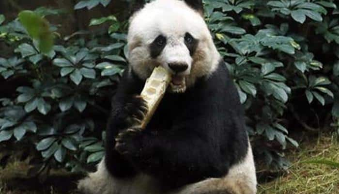 Jia Jia - World&#039;s oldest giant panda in captivity dies at 38