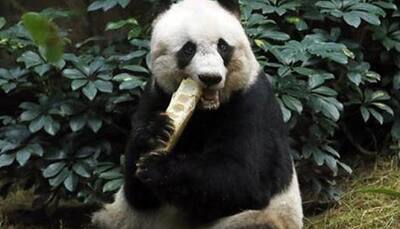 Jia Jia - World's oldest giant panda in captivity dies at 38