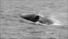 Fully grown humpback whale leaps into the air; photographer records close-up footage!