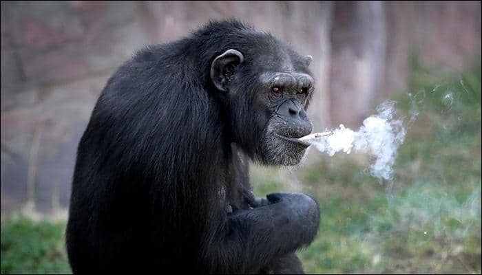 Appalling: North Korean zoo chimpanzee smokes a pack daily, making visitors laugh! - See pics
