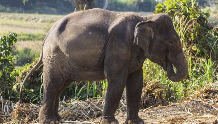 45-year-old male Tusker rescued after being stranded in Karnataka dam for over 50 days  