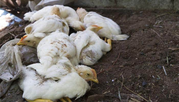 Bird flu scare: H5N8 virus no threat to humans, assures Gopal Rai