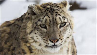 Lives of snow leopards in danger; hundreds being killed every year, warns report!