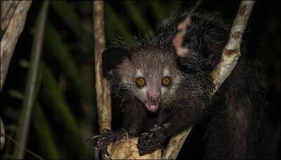 London zoo shares its excitement; welcomes first baby aye-aye lemur! - Watch video