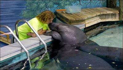 At 68-years-old, Snooty, the manatee, declared the oldest living sea cow by Guinness Book of World Records!