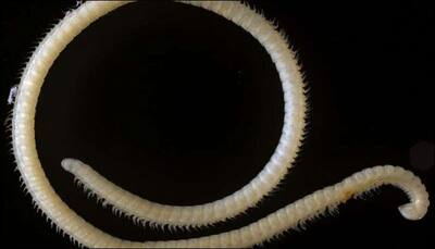 New 414-legged millipede species discovered in California! - See pic