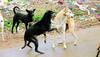 Hyderabad shocker: Man kills pregnant dog, sexually assaults corpse